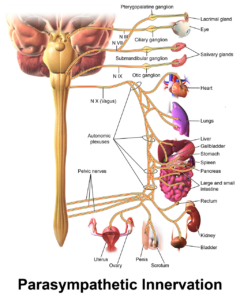 Vagus Nerve Disorders Dr. Arielle Schwartz