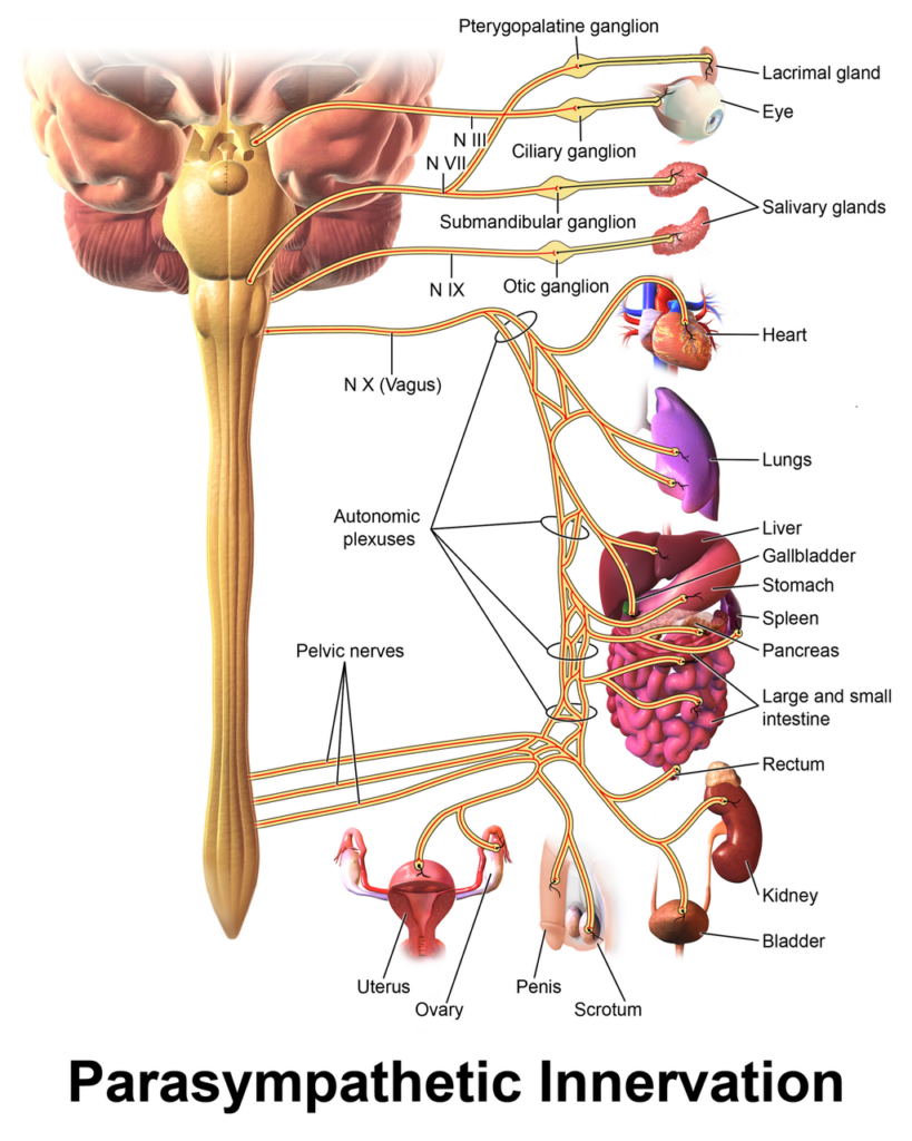 Vagus Nerve Disorders Dr. Arielle Schwartz