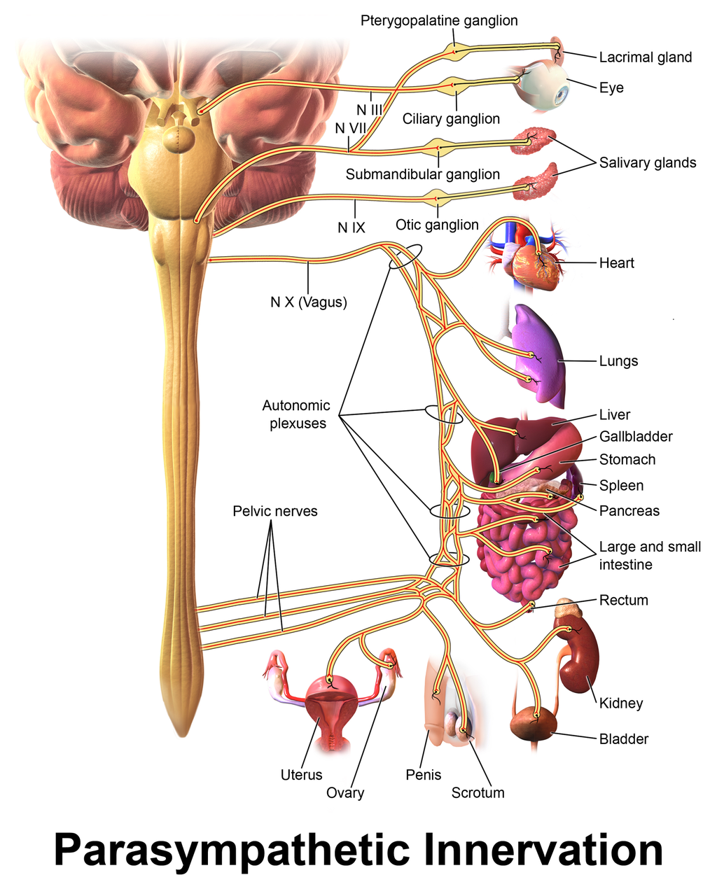 Vagus Nerve yoga Dr. Arielle Schwartz