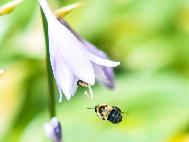 bee vagus nerve Dr. Arielle Schwartz